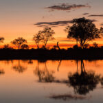 Vibrant sunset reflecting in still water with trees and giraffe silhouettes.