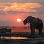 Elephant and zebras drinking at a waterhole during sunset in Nxai Pan National Park.