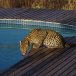 Leopard drinking water from the swimming pool at Tau Pan Camp.