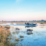 African wild dogs crossing a flooded plain while tourists observe from a boat.