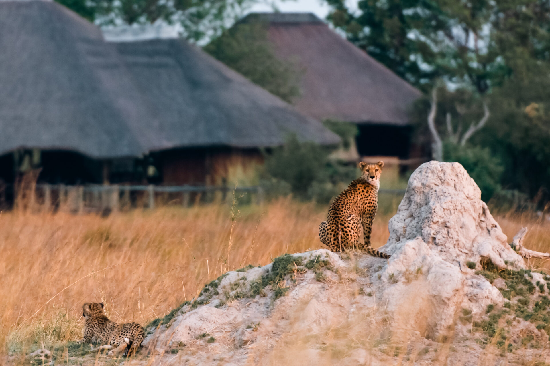 Two cheetahs sitting on a termite mound with thatched safari lodges in the background.