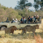 Safari vehicle with tourists watching two lions walking through dry grass.