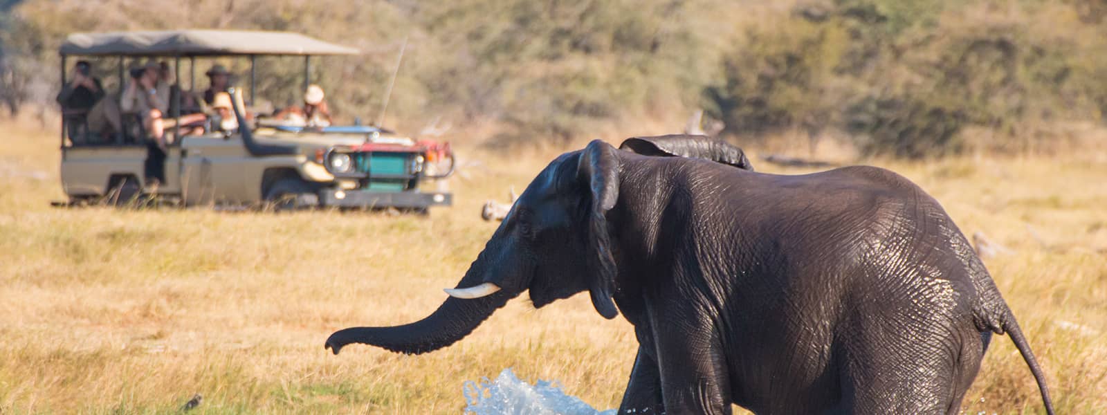 Leroo La Tau offers morning and afternoon game drives