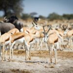 Springbok are adapted to the desert like conditions of Nxai Pan
