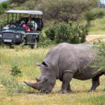 White rhino as seen on Game drive from Little Mombo