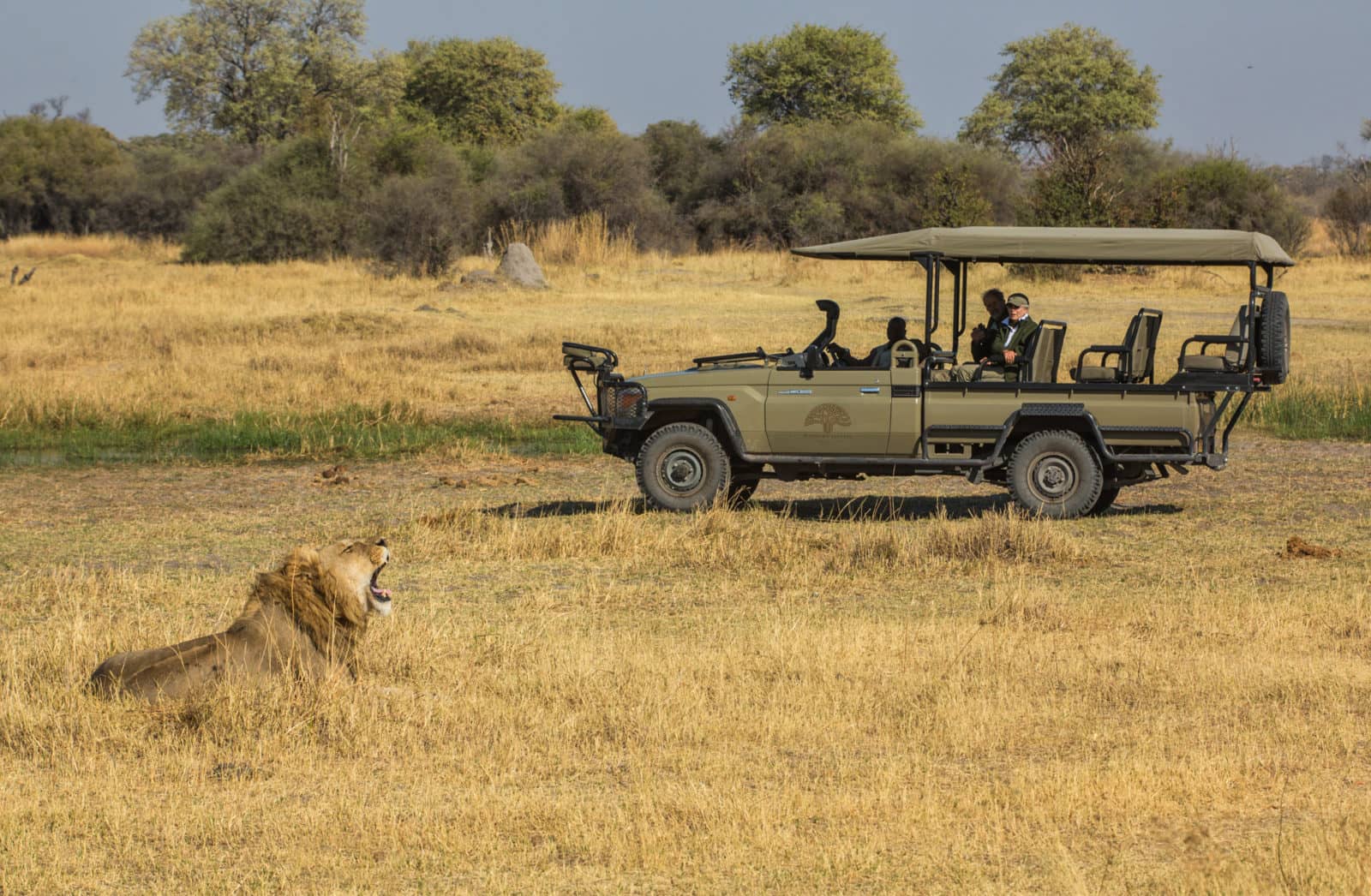 Afternoon game drive with lion at Machaba