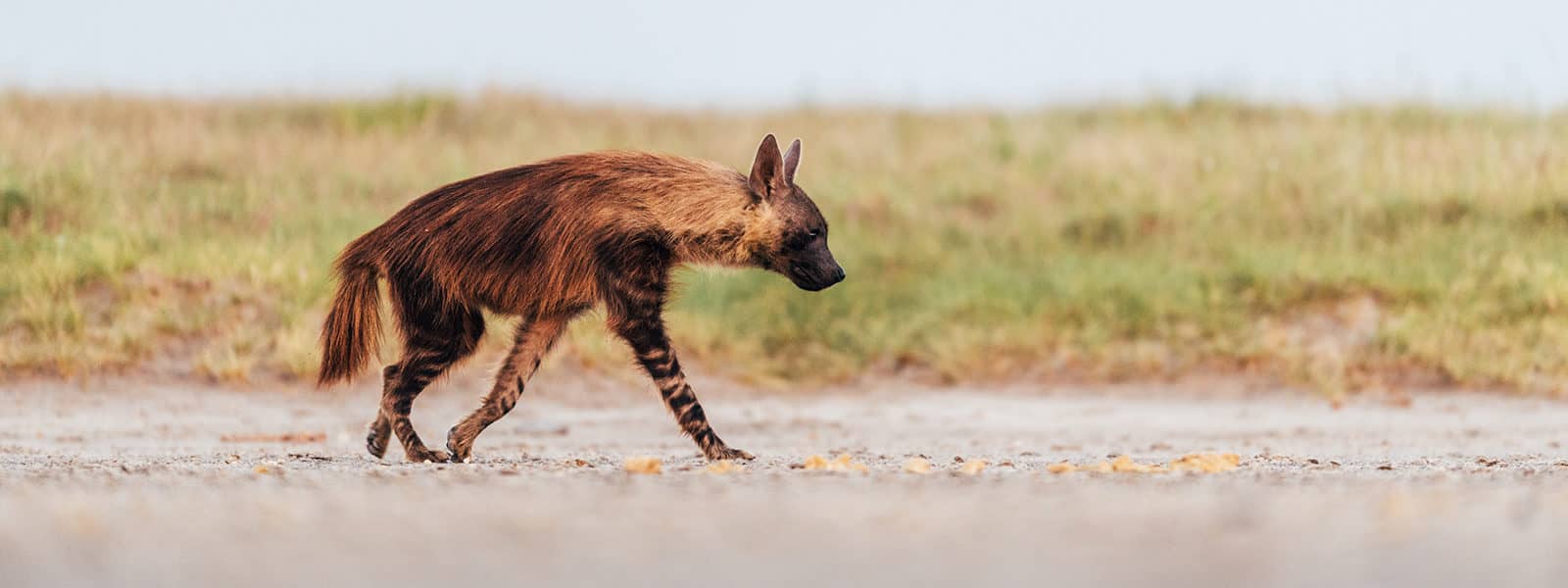 Makgadikgadi pans_Jack's Camp_brown hyena_game drives
