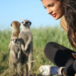Guests thoroughly enjoy the semi habituated Meerkat experience at Camp Kalahari
