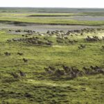 Zebra Migration at Jack's Camp