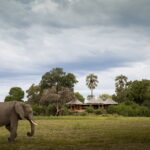 A mombo villa against a typical Delta landscape with palm trees and visiting elephant