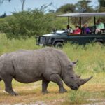 Mombo Camp game drive sighting of Africa's endangered white rhino