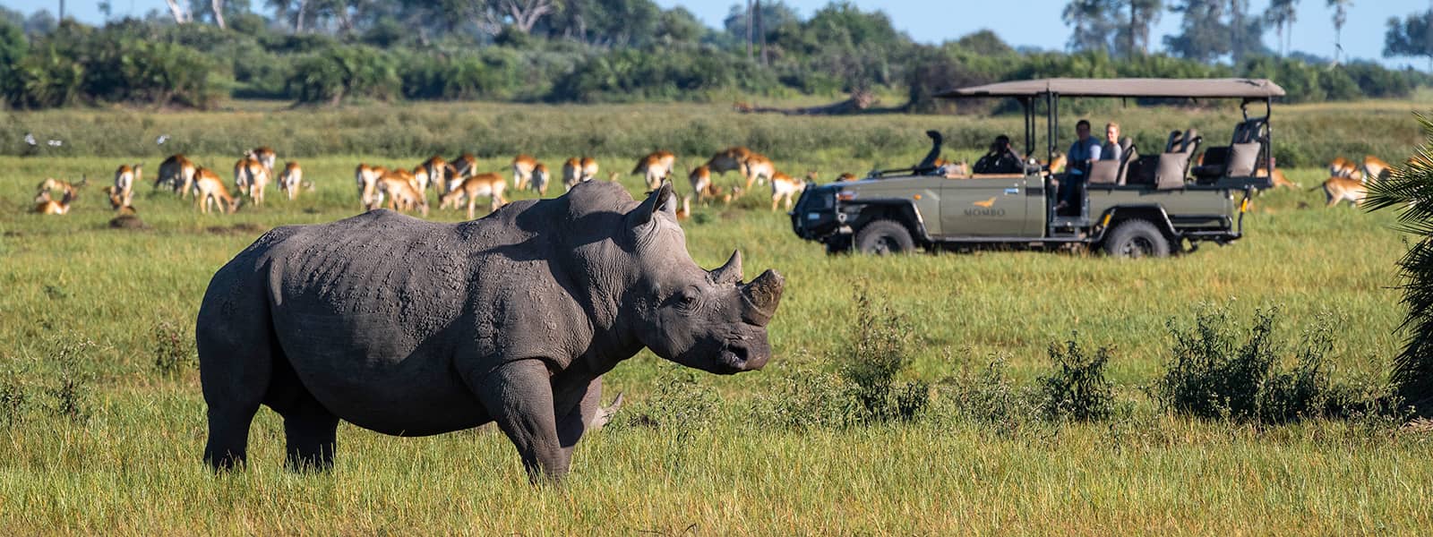 White rhino witnessed on afternoon game drive in the Mombo concession