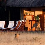 Lions seen near the pool deck and bar area at Nxai Pan Camp.