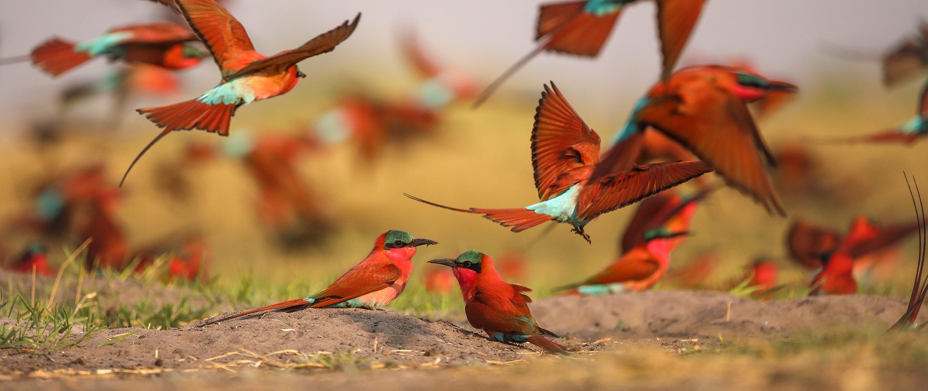 Birding safaris at Nxamaseri Island lodge in the Okavango Delta