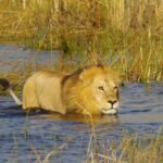 A Male lions braves the water close to Okuti Camp