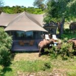 Elephants drinking from plunge pool of guest tent at Old Drift Lodge