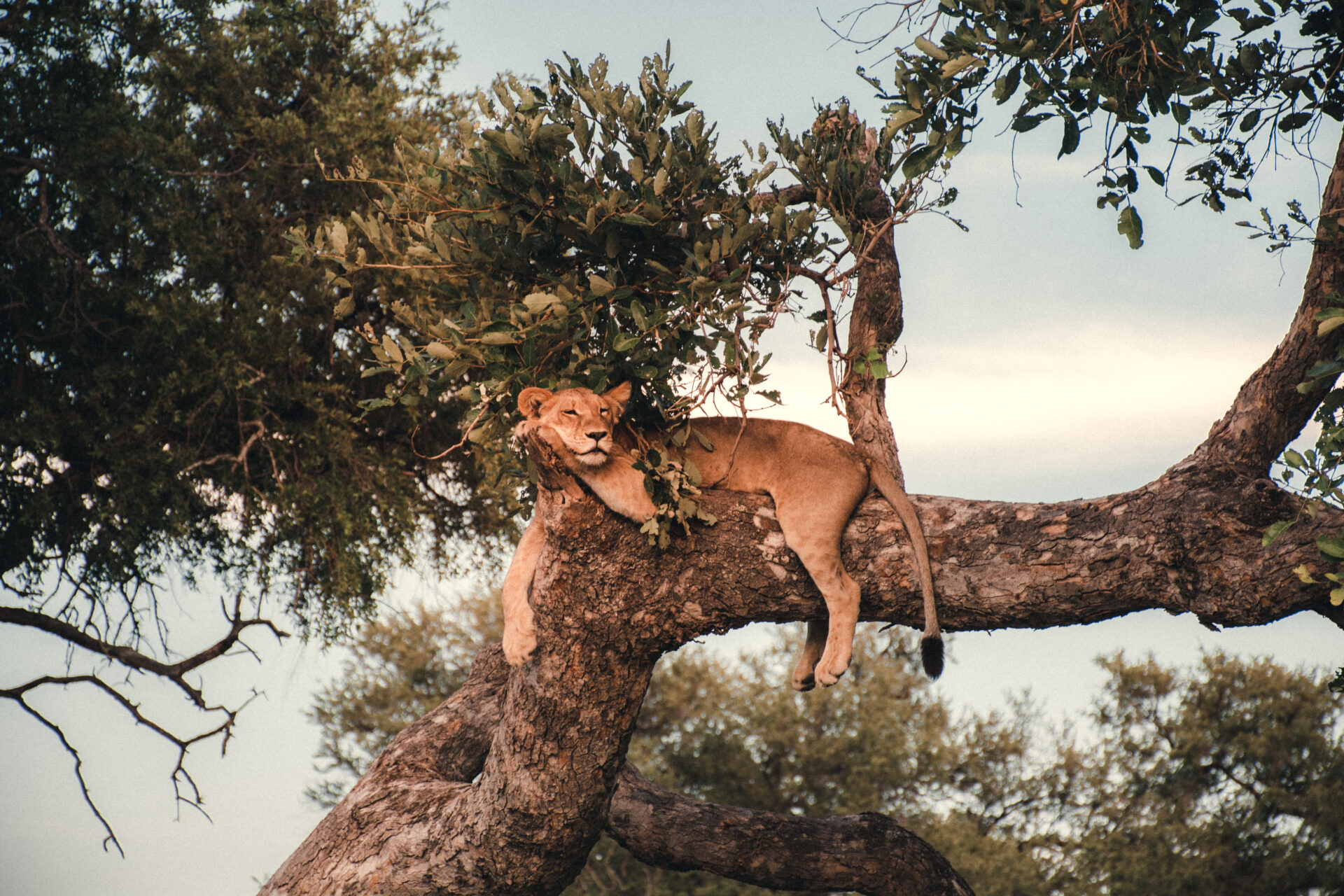 Lion resting on a tree branch near Pom Pom Camp in the Okavango Delta.