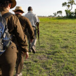 Safari guide leading guests on a walking safari through grassy plains near Pom Pom Camp.