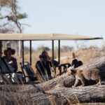 Safari vehicle with guests watching a leopard walking along a fallen tree at Pom Pom Camp.