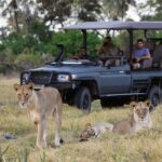 Lion sighting on Qorokwe Camp game drive