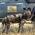 Personal encounter with African Wild dog on safari from Qorokwe Camp