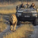 Game drive with lion at Shinde Footsteps