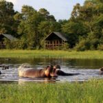 Wallowing hippo in front of Sable Valley Lodge