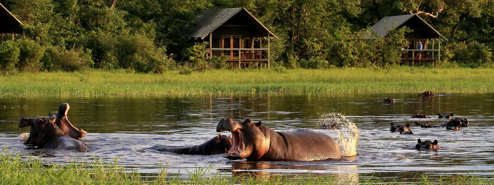 Hippos in the river in front of guests tents at Sable Alley