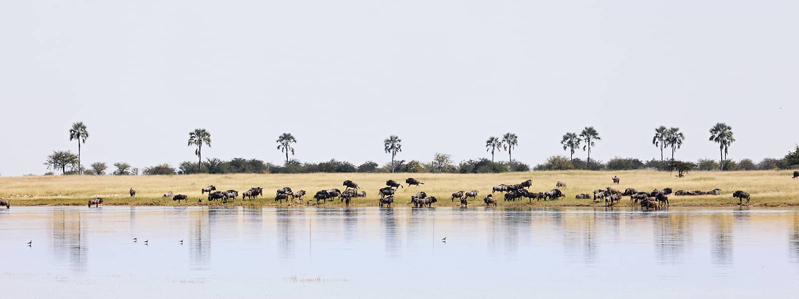 Wildebeest reflections in the Makgadikgadi Salt Pans at Jack's Camp