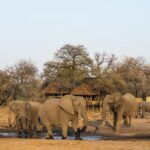 Savuti Camp enjoys the elephant activity at a nearby waterhole