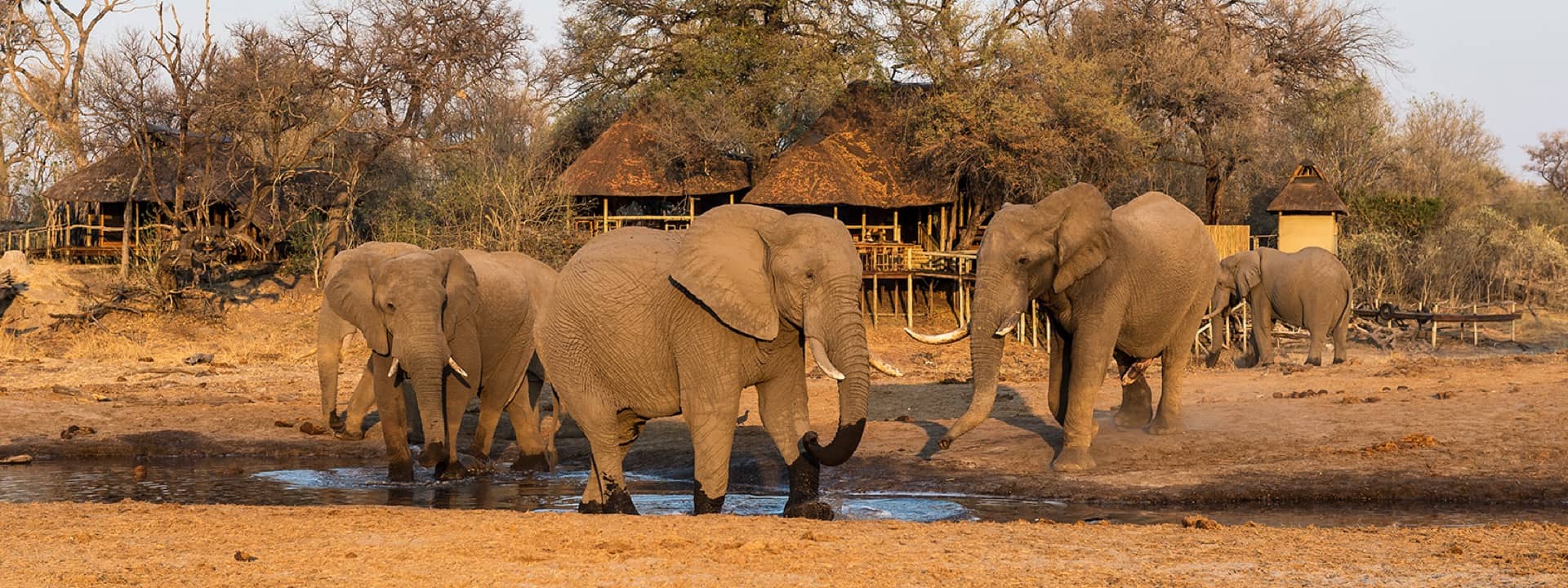 Elephant in the waterhole in front of Savuti Camp