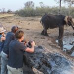 Close up view of elephant at waterhole at Savuti Camp