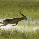 Leaping Lechwe within the Selinda game Reserve near Selinda Explorers Camp