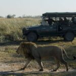 Proud male lion as seen on game drive with Selinda Explorers Camp