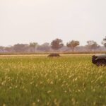 Shinde concession game drives allow for an exciting array of wildlife to be discovered