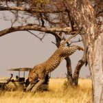 Leaping leopard spotted on Shinde Camp game drive