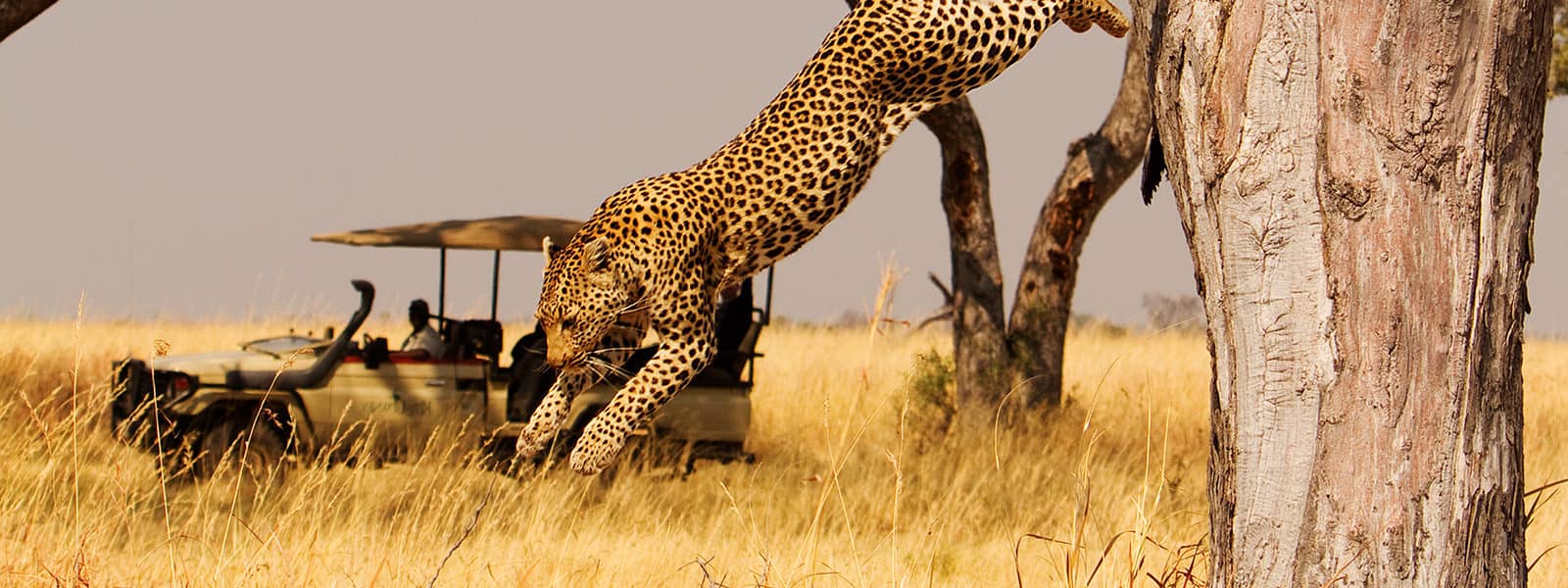 A leopard leaping on a game drive at Shinde Camp