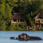 Hippos wallow in the waters in the Zambezi below Tongabezi Lodge