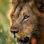 San Camp lion in the Makgadikgadi Pans