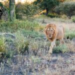Wildlife at Jacks Camp, a Lion walking