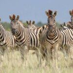 Wildlife - Zebras in the grass at Jacks Camp