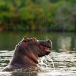 Territorial Hippo as seen by guests at Xugana Island Lodge