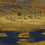 Delta landscape with Lala Palms surrounding Zafara Camp