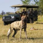 Sought after wild dog sighting on safaris from Zafara Camp