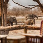Elephants in dry landscape as seen from ElephantPan