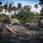 Little Mombo's safari vehicle stands at an exciting leopard sighting