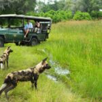 Thrilling African Wild Dog sighting on Selinda Camp game drive