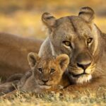 Fantastic image of lion and cub in vicinity of Okavango Explorers Camp
