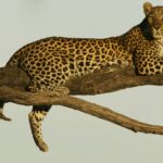 Lounging leopard in tree discovered by Selinda Explorers guests
