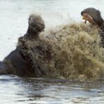 Territorial hippos close to Selinda Explorers demonstrate their prowess